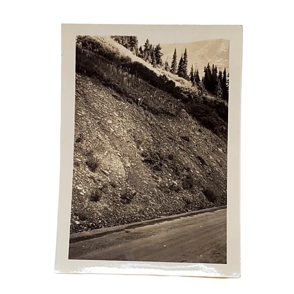 Vtg B&W Photo 1940s Found Yellowstone National Park Fawn Near Road Snapshot - Picture 1 of 4